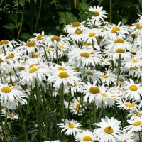 Shasta Daisy